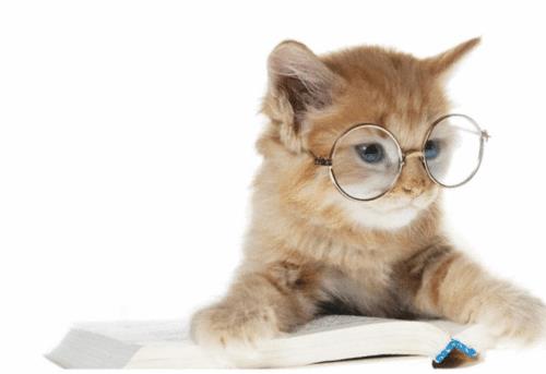 mignons chats chics intelligents avec des lunettes rondes