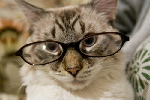 mignons chats chics avec de petites lunettes