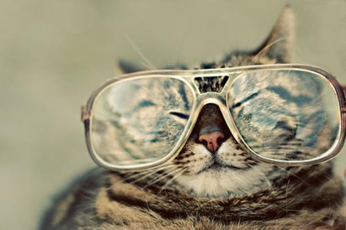 chats mignons avec des lunettes rétro