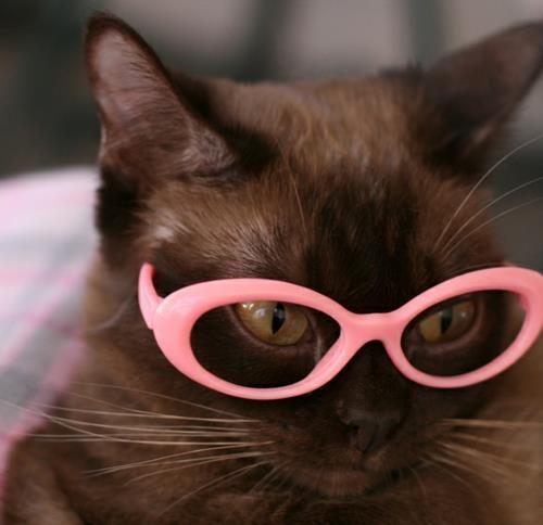 chats mignons avec monture de lunettes roses