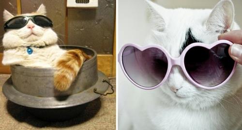 chats mignons avec des lunettes de soleil