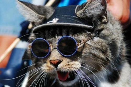 Verres et monture de lunettes ronds chats mignons en bleu