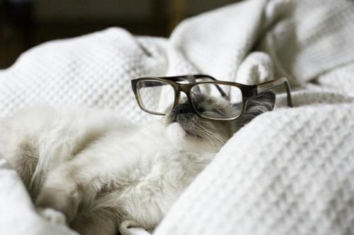 chats chics mignons dormant avec des lunettes rétro