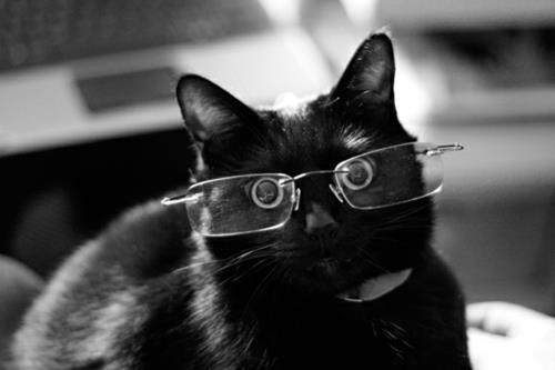 adorables chats noirs avec de belles lunettes