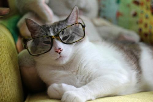 adorables chats chics sérieux avec des lunettes à motif léopard