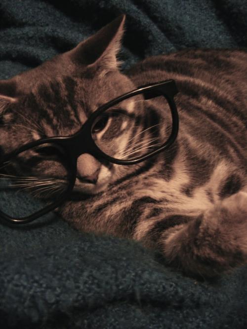 lunettes vintage de chats mignons