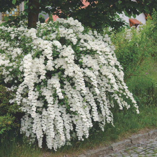 Красив булчински храст