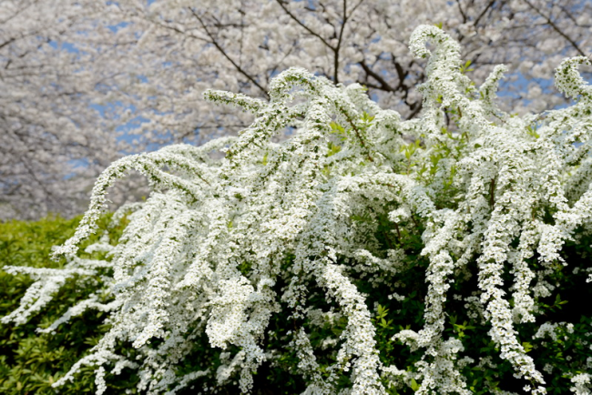 Луксозен храст с бели цветя