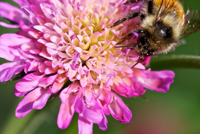 Scabiosa има красиви цветя с приятен аромат