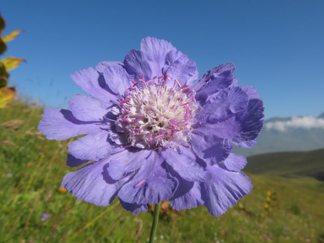 Кавказката скабиоза има много големи красиви цветя