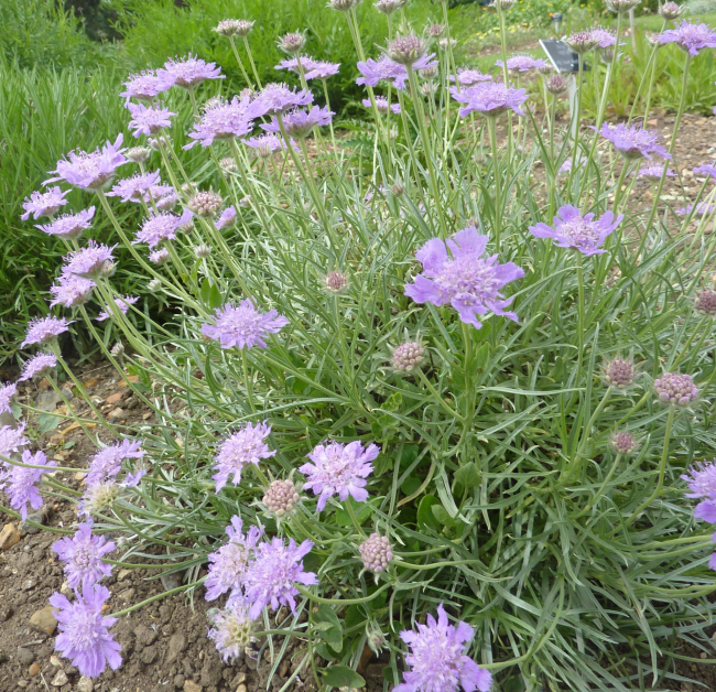 Зърнените култури Scabiosa изглеждат много интересни