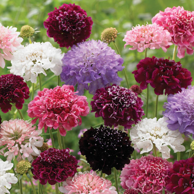 Scabiosa изумява с разнообразието от своите сортове