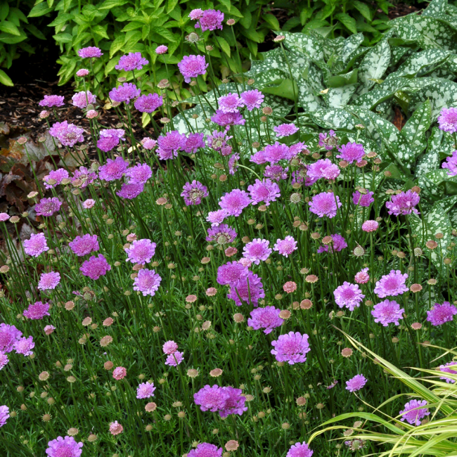 Scabiosa стана много популярен сред ландшафтни дизайнери