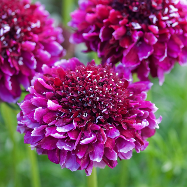 Скабиоза, поради своята красота, е любимец на много опитни цветя.