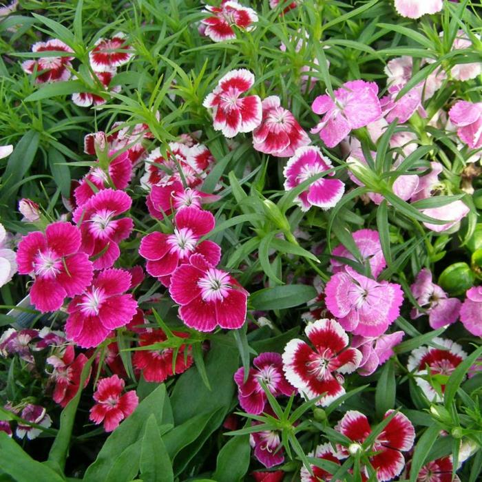 letnie kwiaty projektowanie ogrodów kolorowe goździki