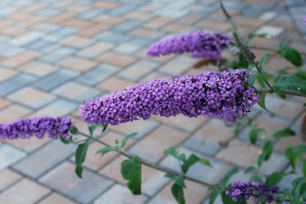 Buddleia arbustes à croissance rapide