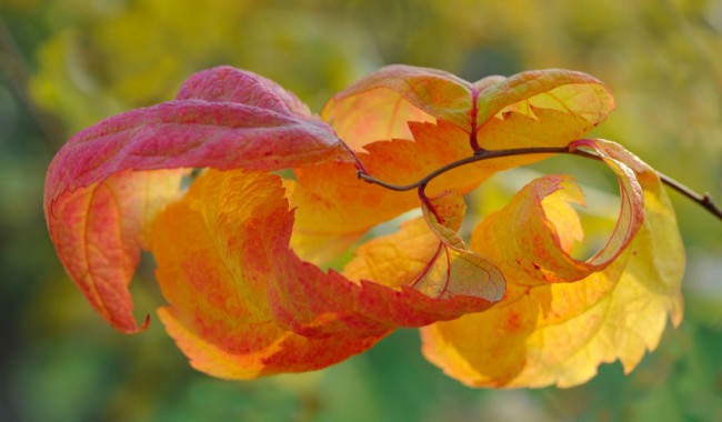 Листата спирея от японския сорт Macrophylla също променят цвета си през целия сезон.