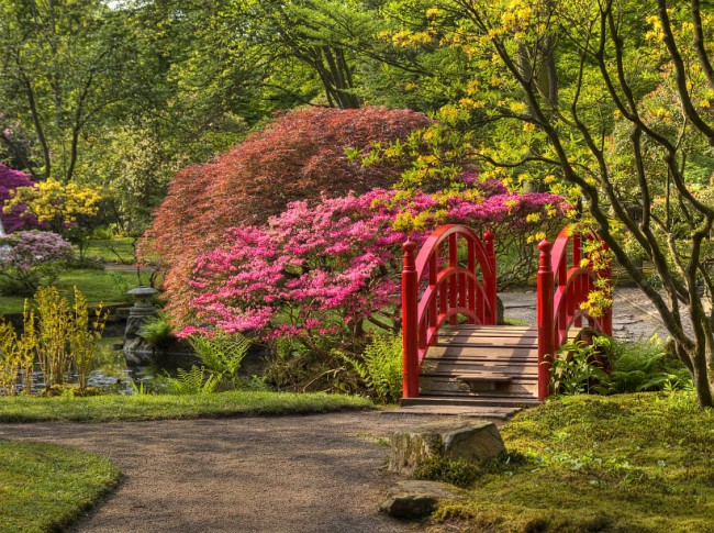 Японската спирея често се използва като едно от основните растения в дизайна на азиатските пейзажи.