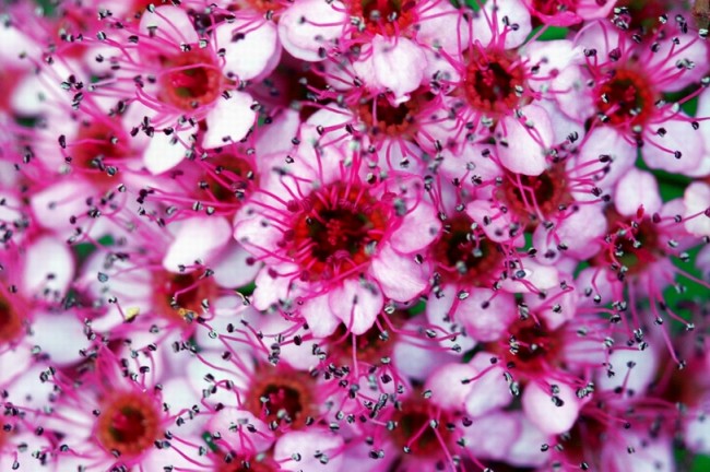 Съцветия от цветя на японска спирея с различни нюанси, от бяло до розово-люляково, се събират в буйни чадъри с диаметър около 5-6 см
