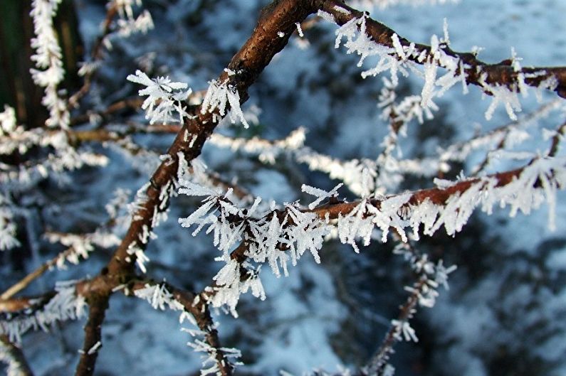 Japanische Spirea-Pflege - Temperatur