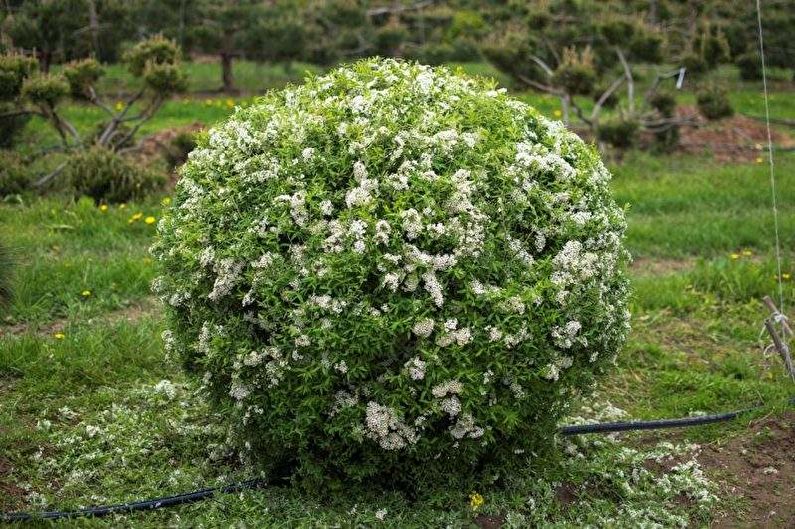 Japanische Spirea-Pflege - Bewässerung