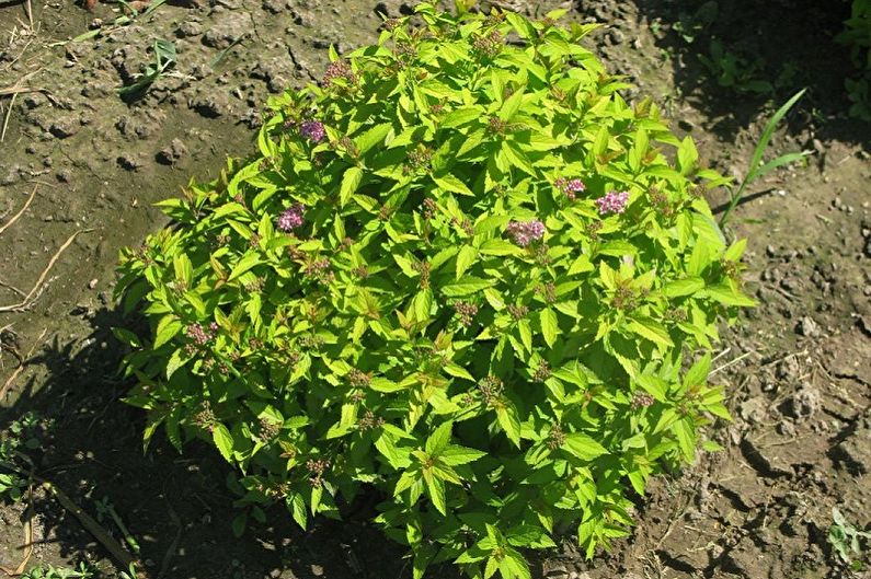 Japanische Spirea-Pflege - Düngemittel und Fütterung