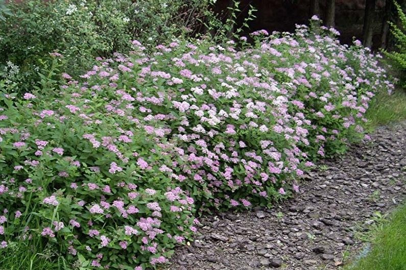 Japanische Spirea-Pflege - Düngemittel und Fütterung