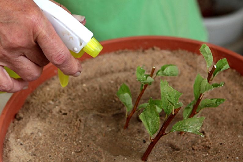 Reproduktion japanischer Spirea durch Stecklinge