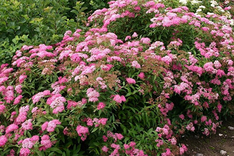 Arten von japanischer Spirea - Kleine Prinzessin