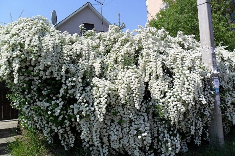 Japanische Spirea - Foto