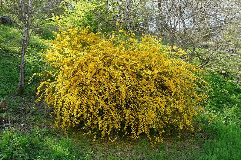 Japanische Spirea - Foto