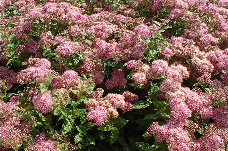 Japanische Spirea - Foto