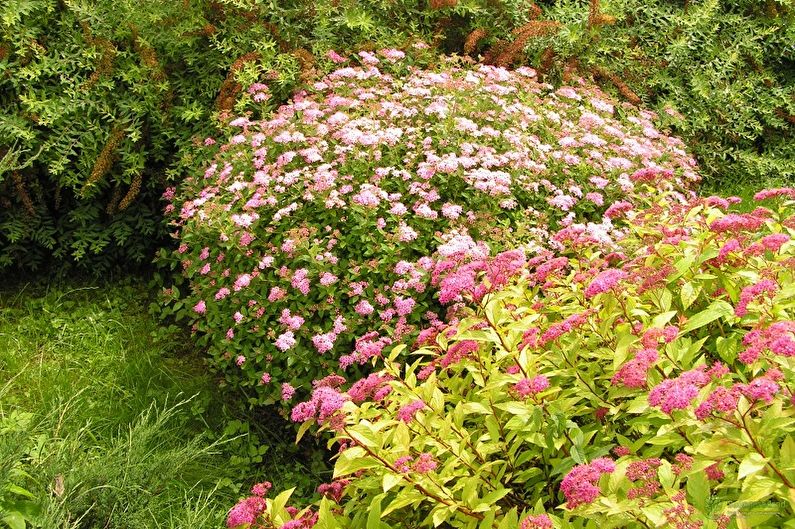 Japanische Spirea - Foto