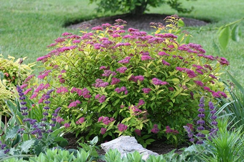 Arten japanischer Spirea - Goldflamme