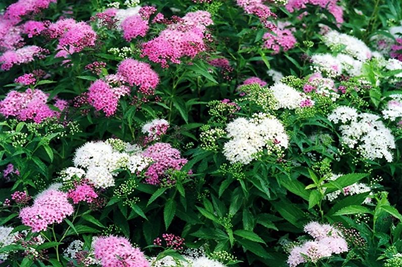 Japanische Spirea - Foto