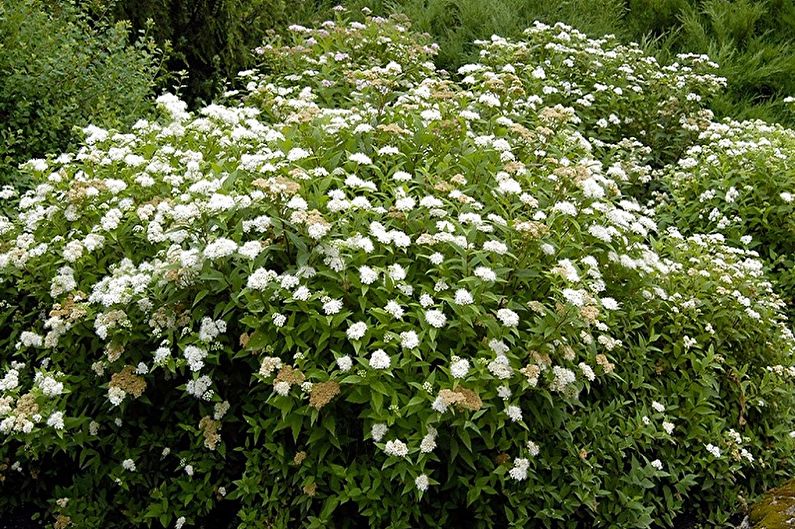 Japanische Spirea - Foto