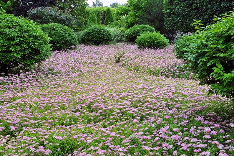 Japanische Spirea - Foto