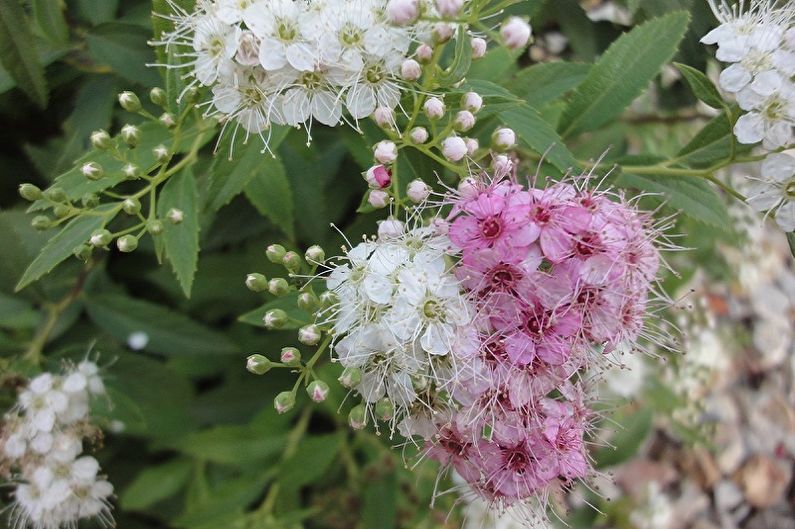 Arten von japanischer Spirea - Spirea Shiroban