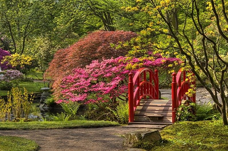 Japanische Spirea - Foto