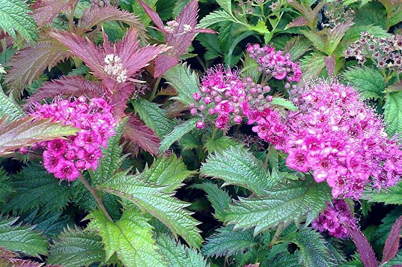 Arten von japanischer Spirea - Spirea Crisp