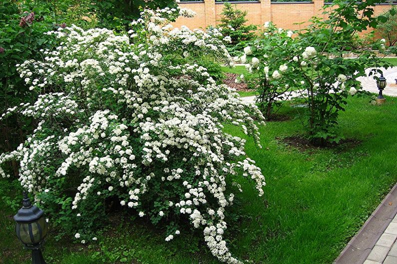 Arten von japanischer Spirea - Spirea Wangutta