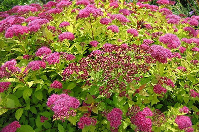 Japanische Spirea-Pflege - Beleuchtung