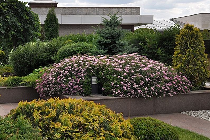 Japanische Spirea-Pflege - Beleuchtung