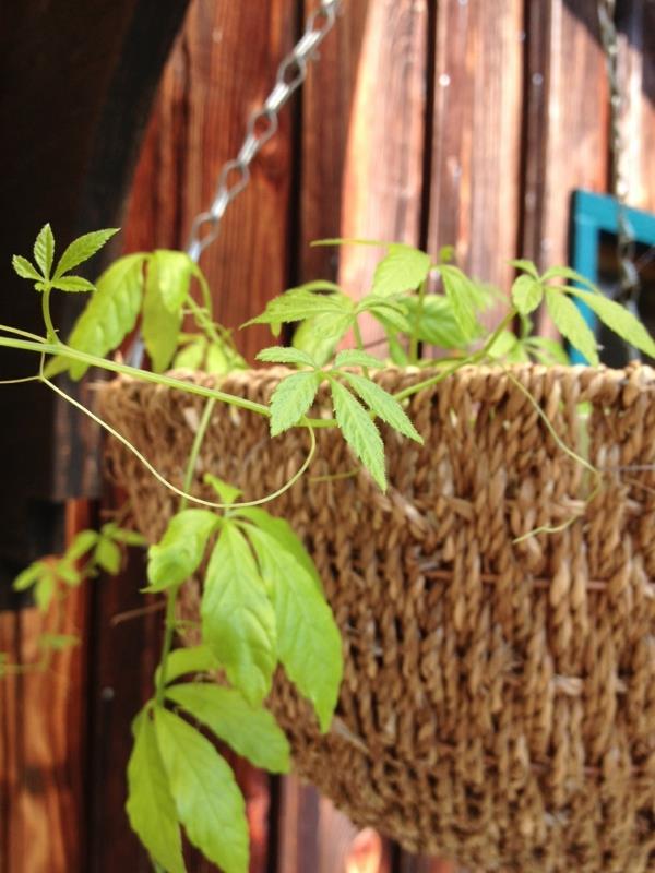 plante chaude forte herbe jiaogulan de l'immortalité