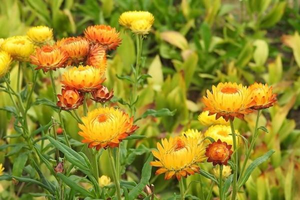 fleur de paille fleurs jaunes