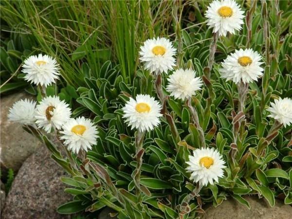 fleur de paille fleurs blanches