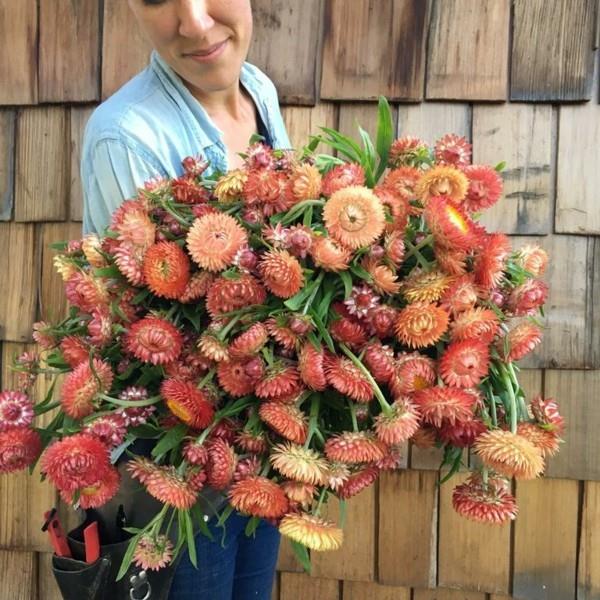 fleur de paille beau bouquet