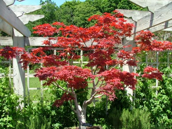 structure dans le jardin gland rouge feu contraste incroyable