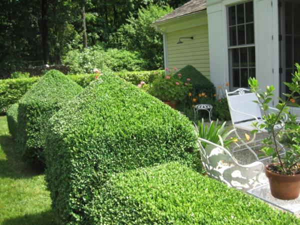 structure dans le jardin buis grandes formes