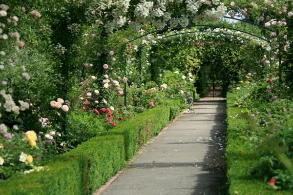 structure dans le jardin buis et roses colorées